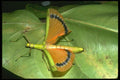 035111 Walkingstick With Orange Wings, Cameron Highlands, Malaysia A4 Photo Print