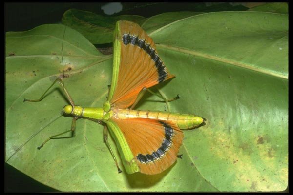 035111 Walkingstick With Orange Wings, Cameron Highlands, Malaysia A4 Photo Print