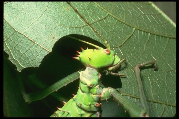 035113 Thorny Phasmid, Cameron Highlands , Malaysia A4 Photo Print