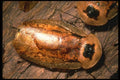035115 Costa Rica Wood Cockroach, Costa Rica A4 Photo Print