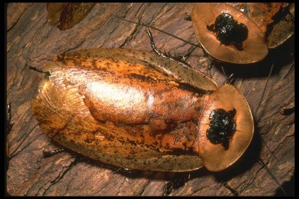 035115 Costa Rica Wood Cockroach, Costa Rica A4 Photo Print