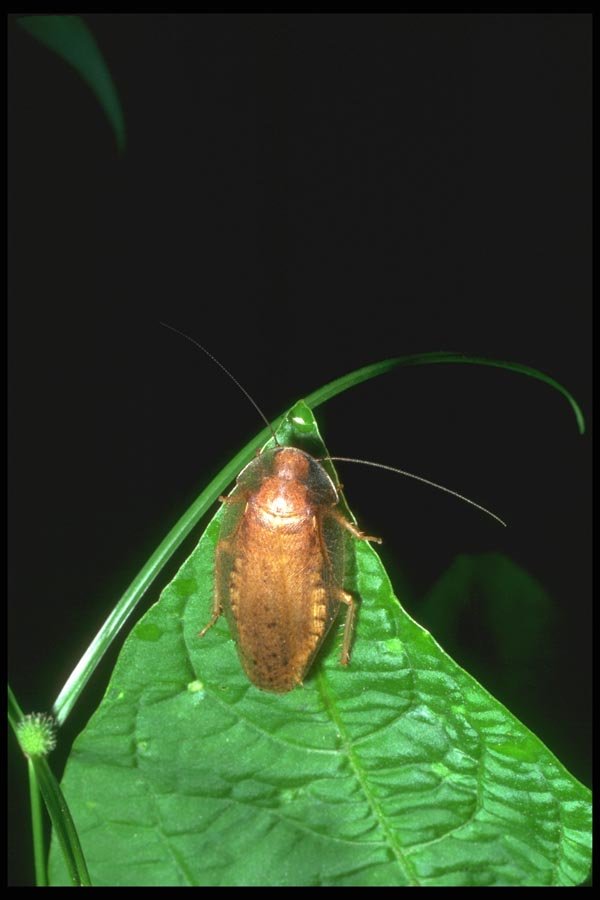 035116 Rainforest Cockroach, Trinidad A4 Photo Print