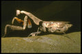 035118 Dead Leaf Mantid, Cameron Highlands, Malaysia A4 Photo Print