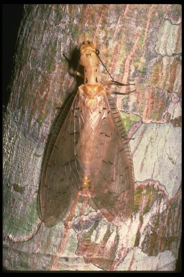 035121 Dobsonfly, Poring, Borneo A4 Photo Print