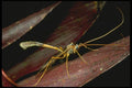 035123 Wasp, Tari Highlands, Papua New Guinea A4 Photo Print