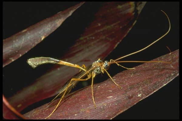 035123 Wasp, Tari Highlands, Papua New Guinea A4 Photo Print
