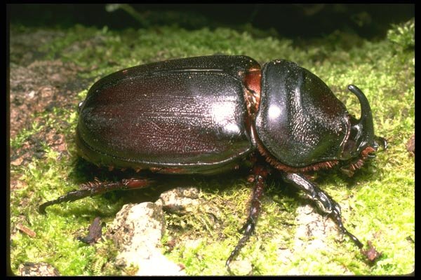 035124 Horned Beetle, Poring, Borneo, Malaysia A4 Photo Print