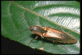 035125 Click Beetle, Mt. Kinabalu, Borneo A4 Photo Print