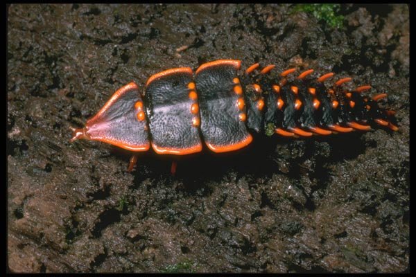 035126 'Trilobyte' Larva, Mt. Kinabalu, Borneo A4 Photo Print