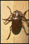 035127 Prionus Beetle, California A4 Photo Print