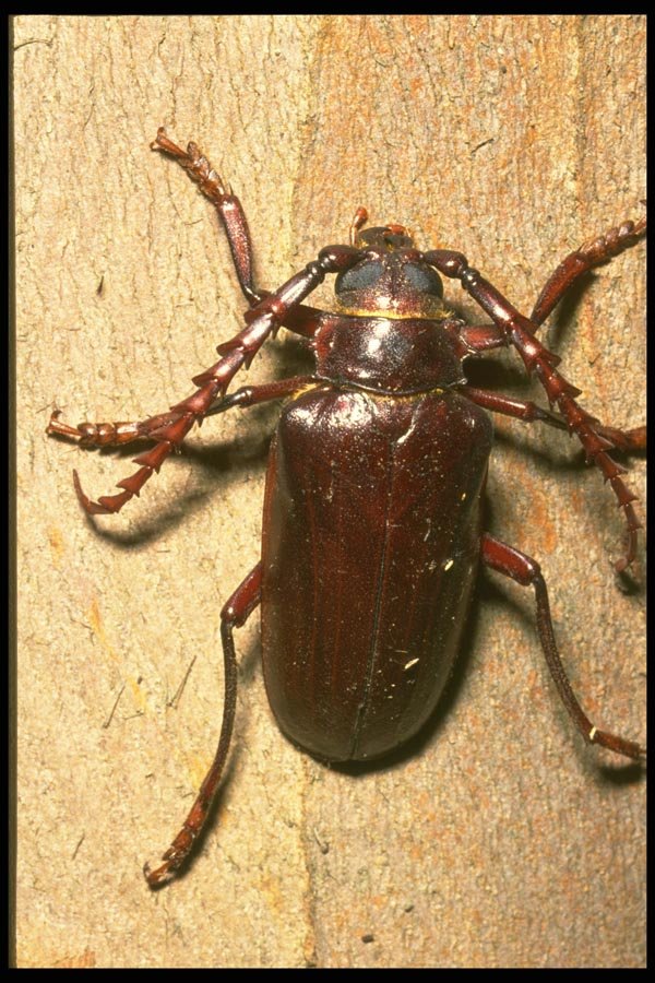 035127 Prionus Beetle, California A4 Photo Print