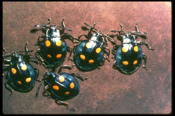 035128 Fungus Beetle, Bukit Timah, Singapore A4 Photo Print