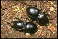 035129 Ground Beetles, Sonoran Desert, Cochise, Arizona A4 Photo Print