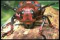 035130 Long Horned Beetle, Cameron Highlands, Malaysia A4 Photo Print