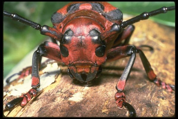035130 Long Horned Beetle, Cameron Highlands, Malaysia A4 Photo Print