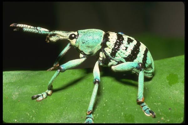 035132 Green Weevil, Karawari River, Papua New Guinea A4 Photo Print