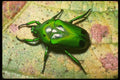 035136 Tropical Rose Chafer, Cameron Highlands, Malaysia A4 Photo Print