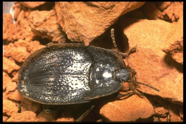 035138 Concave Tenebrionid Beetle, Roswell, Chaves, New Mexico A4 Photo Print