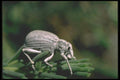 035140 Desert Weevil, Mojave Desert, San Bernardino, CA A4 Photo Print