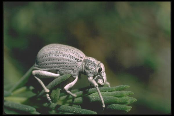 035140 Desert Weevil, Mojave Desert, San Bernardino, CA A4 Photo Print