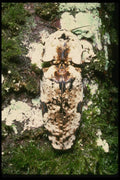 035142 Click Beetle, Danum Valley, Borneo, Malaysia A4 Photo Print