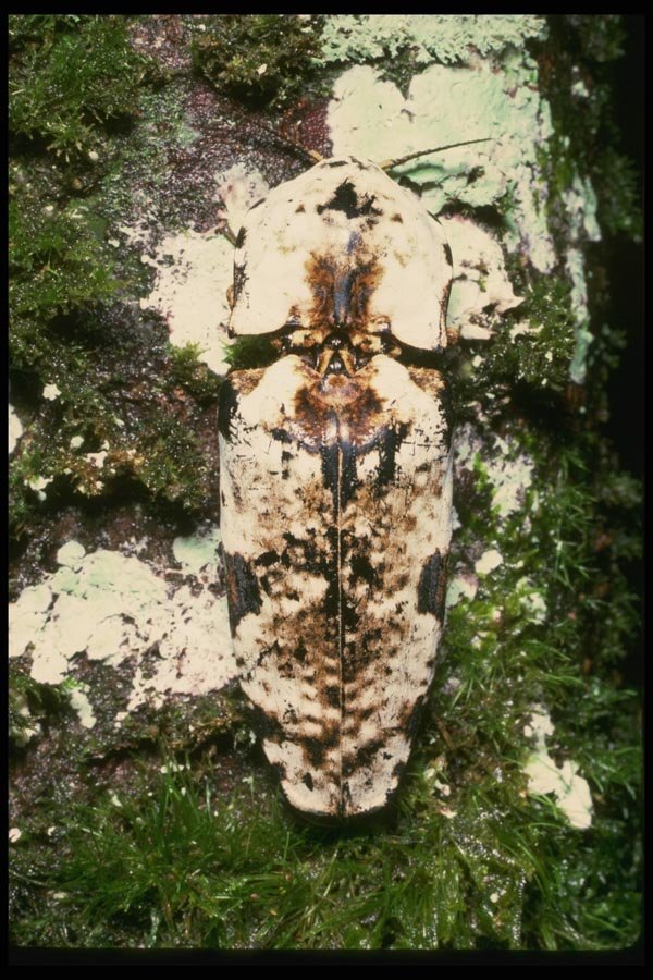 035142 Click Beetle, Danum Valley, Borneo, Malaysia A4 Photo Print