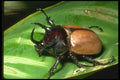 035143 Rhinoceros Beetle, Danum Valley, Borneo, Malaysia A4 Photo Print
