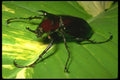 035144 Atlas Beetle, Danum Valley, Borneo, Malaysia A4 Photo Print