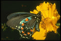 035146 Pipevine Swallowtail, San Francisco, CA A4 Photo Print