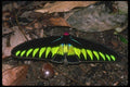 035147 Rajah Brooke's Birdwing, Cameron Highlands, Malaysia A4 Photo Print
