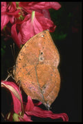 035148 Leaf Butterfly, Malaysia A4 Photo Print