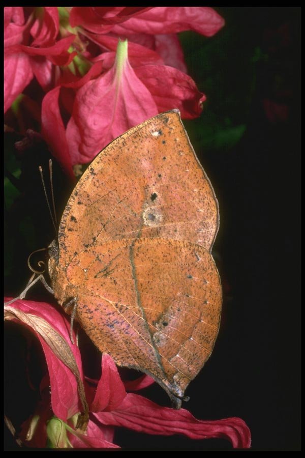 035148 Leaf Butterfly, Malaysia A4 Photo Print