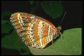 035149 Red Lacewing Butterfly, Chiang Mai, Thailand A4 Photo Print