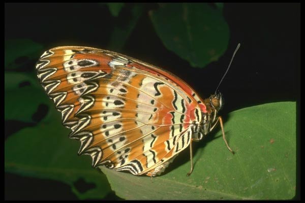035149 Red Lacewing Butterfly, Chiang Mai, Thailand A4 Photo Print
