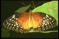 035150 Red Lacewing Butterfly, Chiang Mai, Thailand A4 Photo Print