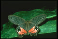 035151 Satyrid Butterfly, Costa Rica A4 Photo Print