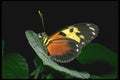 035152 Heliconid Butterfly, Costa Rica A4 Photo Print