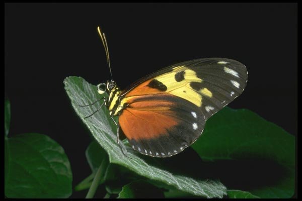 035152 Heliconid Butterfly, Costa Rica A4 Photo Print