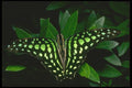035153 Common Jay Butterfly, Malaysia A4 Photo Print
