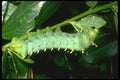035154 Atlas Moth Caterpillar, Asia A4 Photo Print