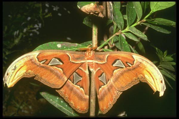 035155 Atlas Moth, Asia A4 Photo Print