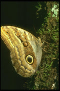 035157 Owl Butterfly, La Selva, Costa Rica A4 Photo Print