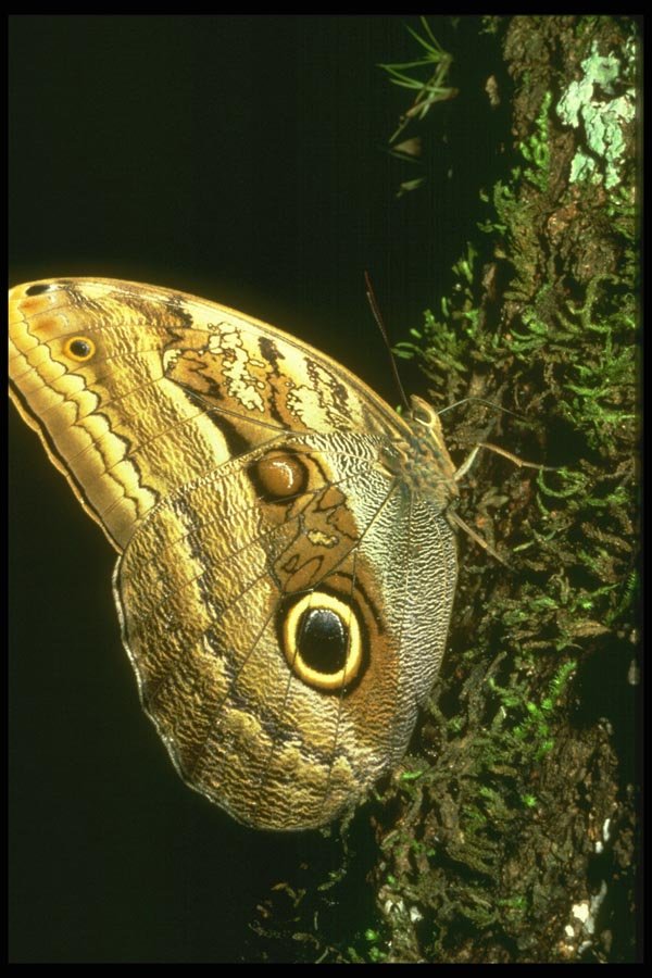 035157 Owl Butterfly, La Selva, Costa Rica A4 Photo Print