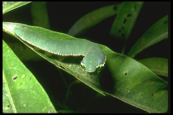 035158 Swallowtail Caterpillar, Thailand A4 Photo Print