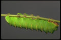 035159 Saturniid Moth Caterpillar, San Francisco Zoo, CA A4 Photo Print