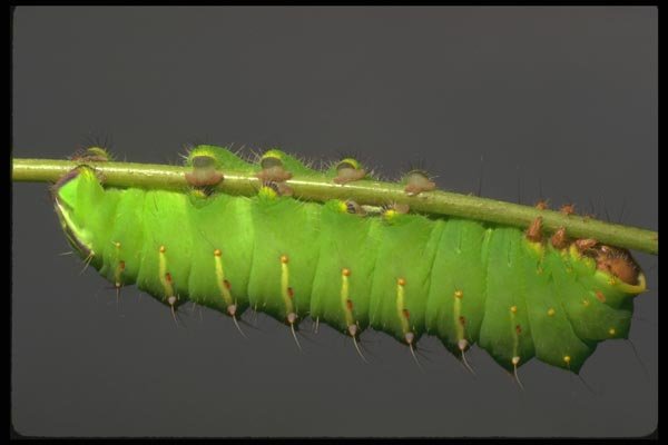 035159 Saturniid Moth Caterpillar, San Francisco Zoo, CA A4 Photo Print