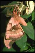 035160 Saturniid Moth, San Francisco Zoo, CA A4 Photo Print