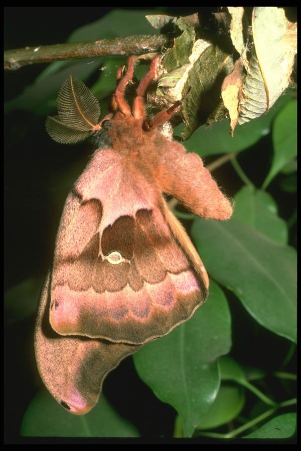 035160 Saturniid Moth, San Francisco Zoo, CA A4 Photo Print