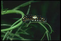 035161 Anise Swallowtail Caterpillar, San Francisco, CA A4 Photo Print