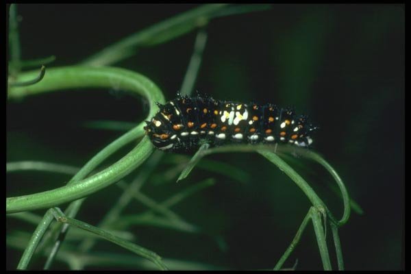 035161 Anise Swallowtail Caterpillar, San Francisco, CA A4 Photo Print